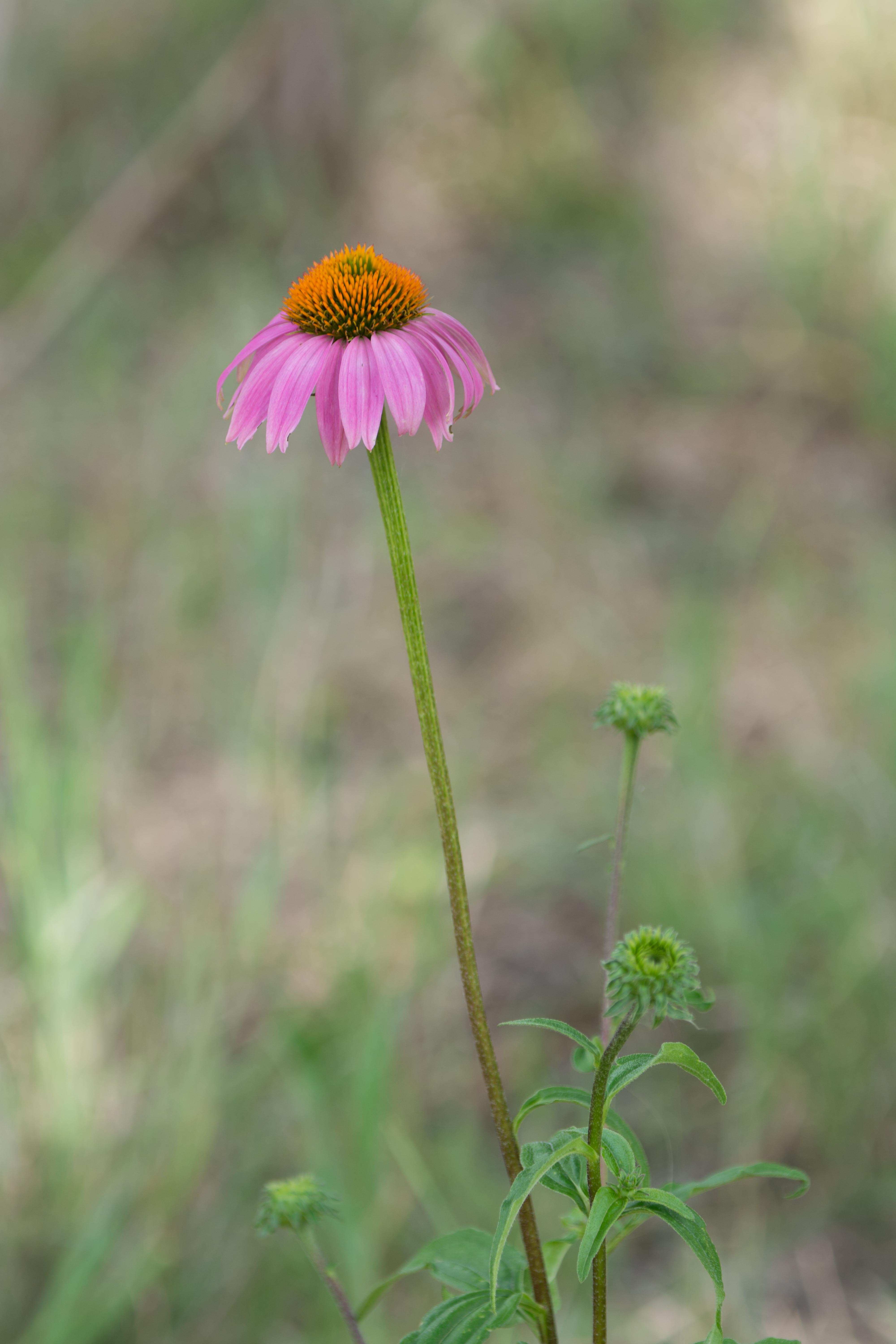 Purple coneflower