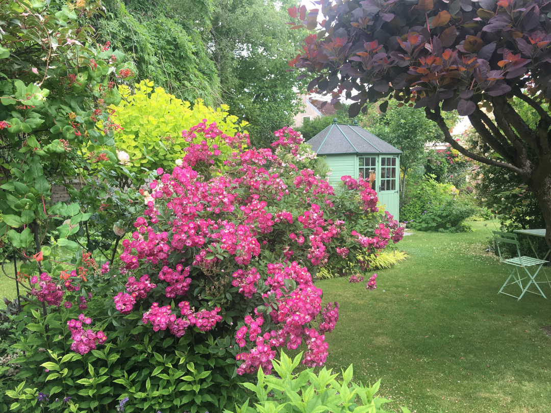 ‘Sibelius’ rose tree