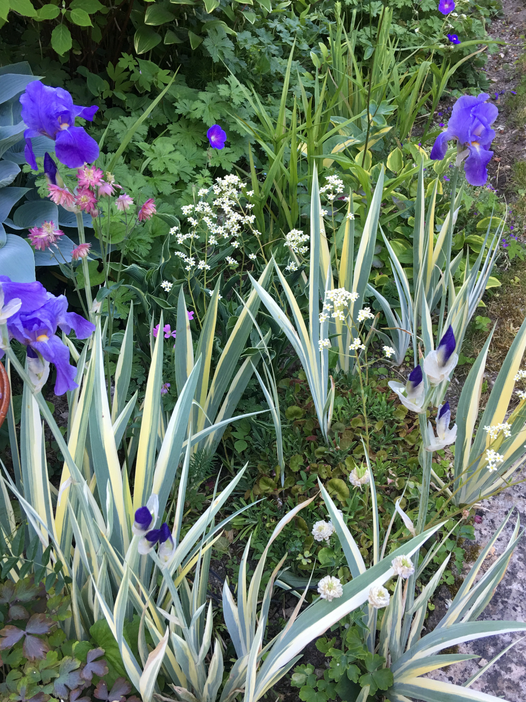 Variegated pallida irises