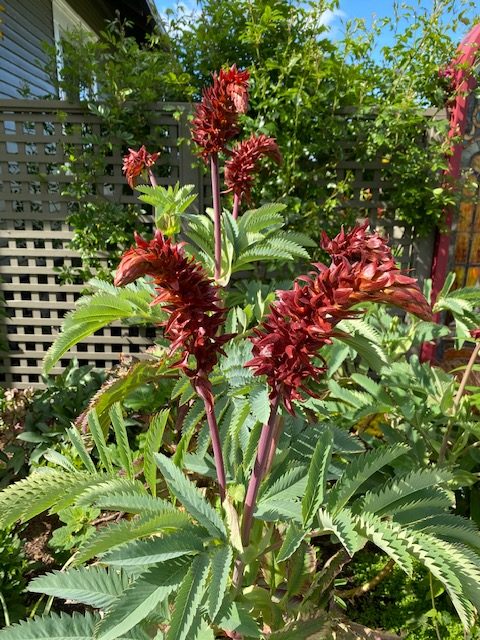 Melianthus major