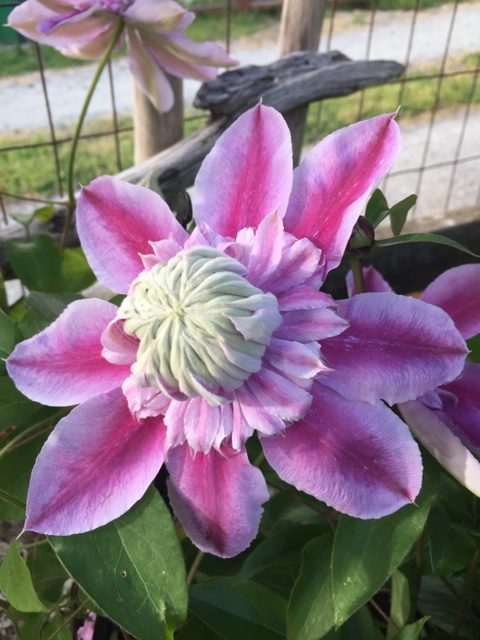 Clematis ‘Josephine’