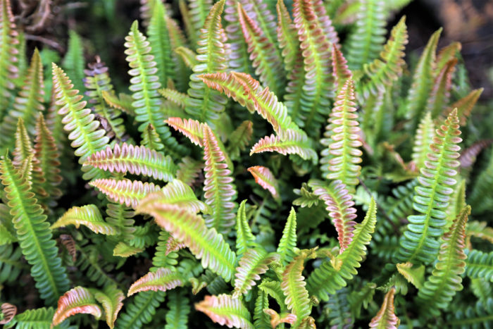 Alpine water fern