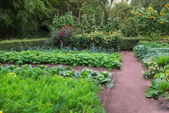 Many are trying vegetable gardening