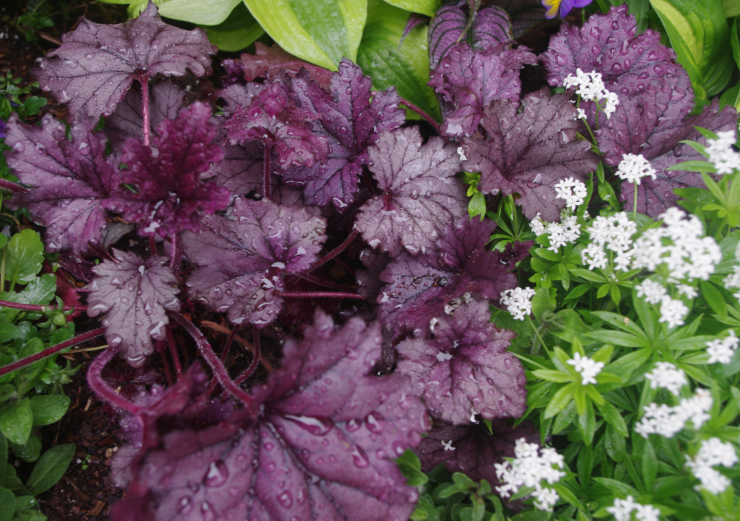 purple heuchera