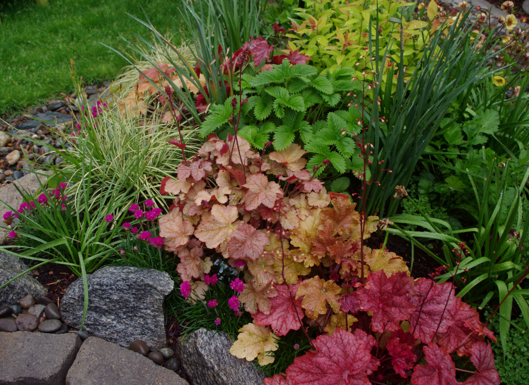 Heucheras