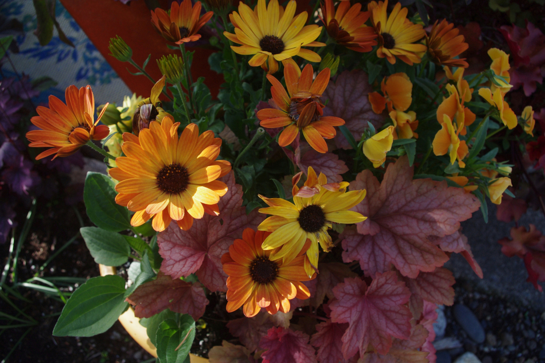 osteospermum