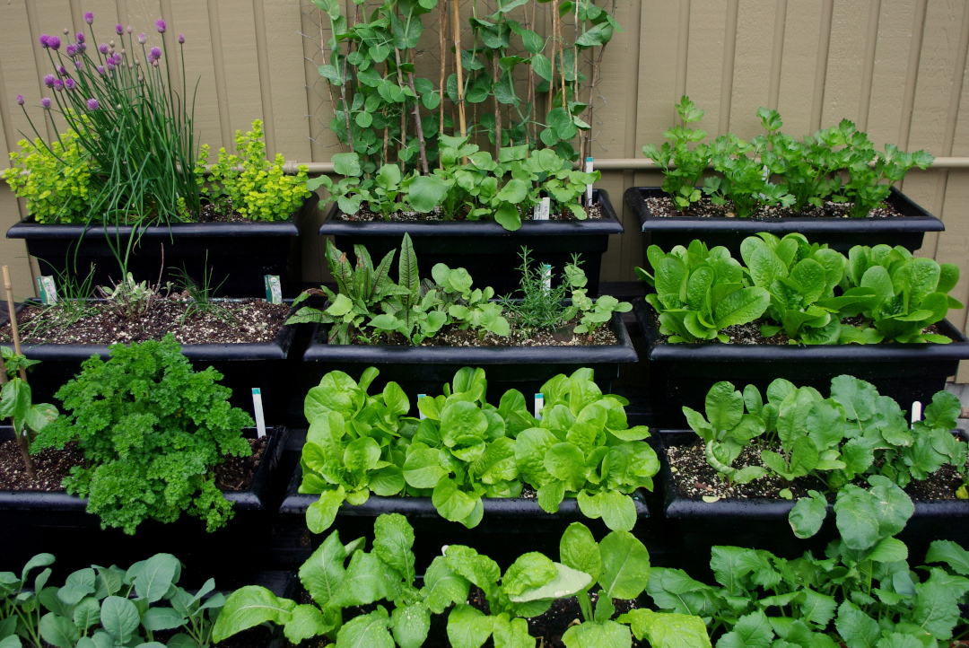 tiered containers for edibles