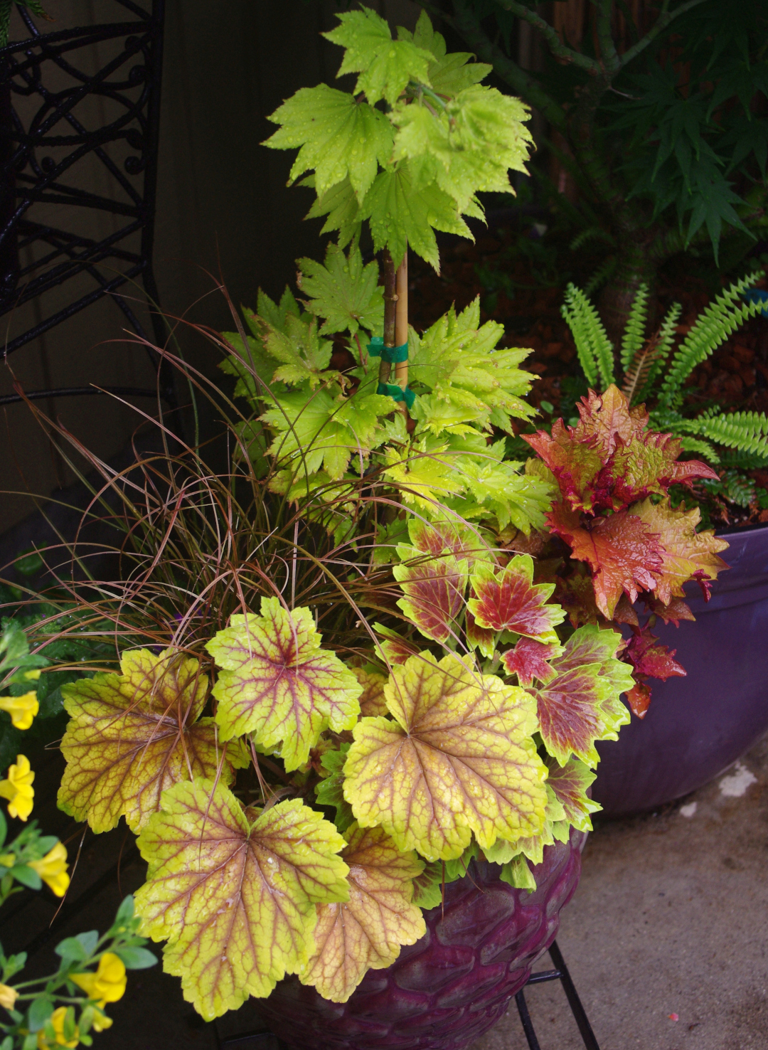 foliage plant container