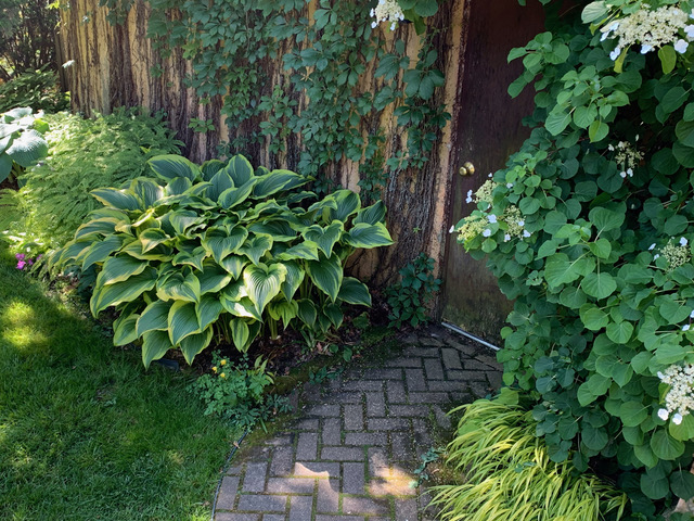 Hosta montana ‘Aureomarginata’