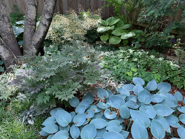 Image of Astilbe companion plant with Virginia creeper