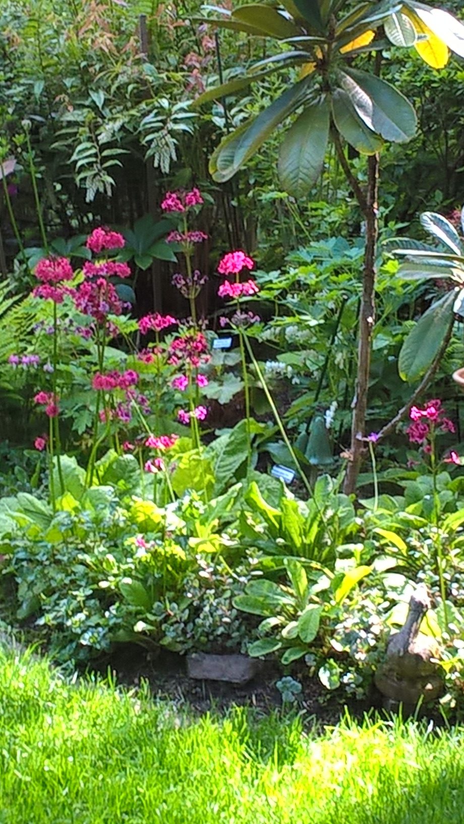 candelabra primroses