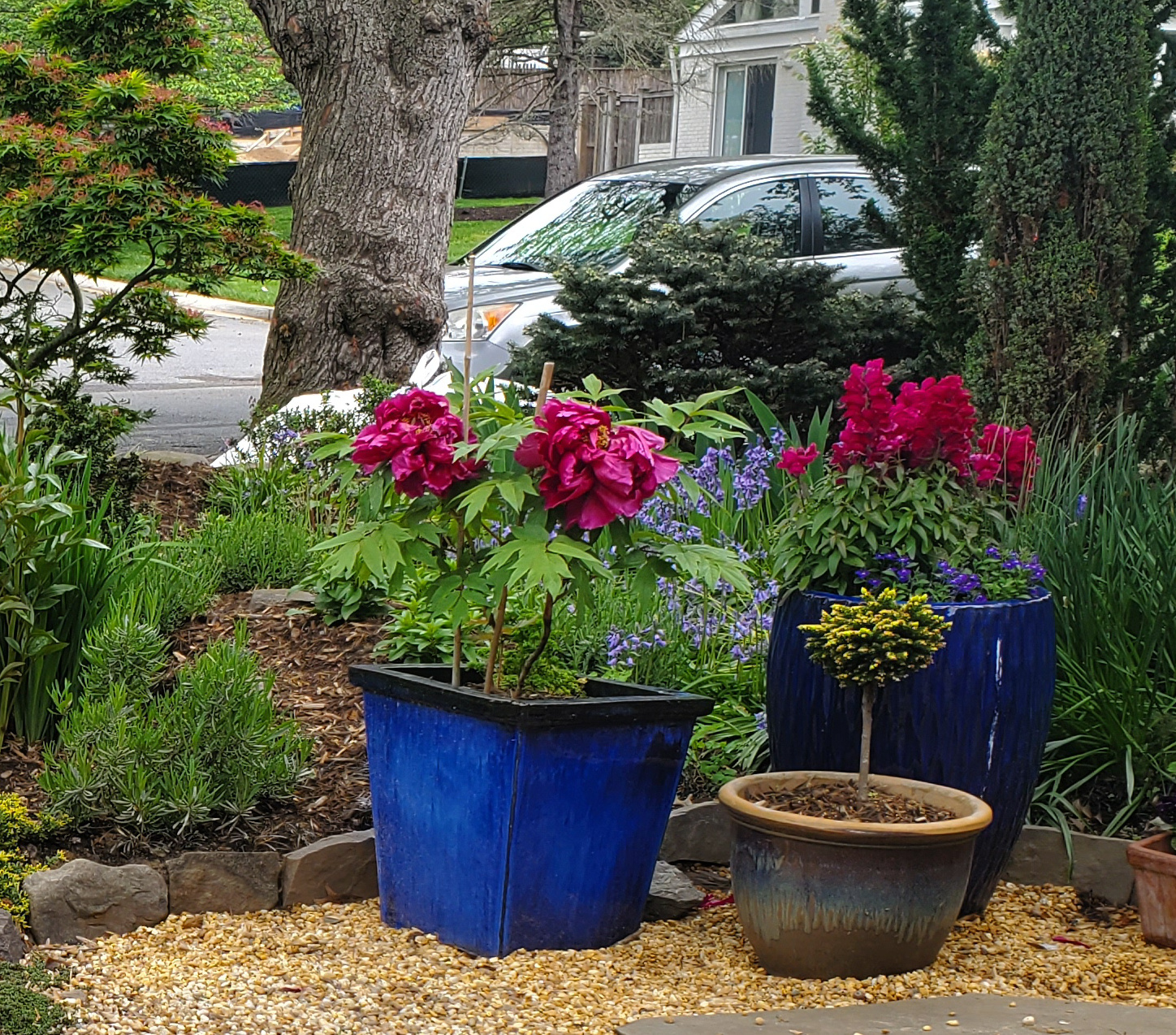 cobalt blue plant containers