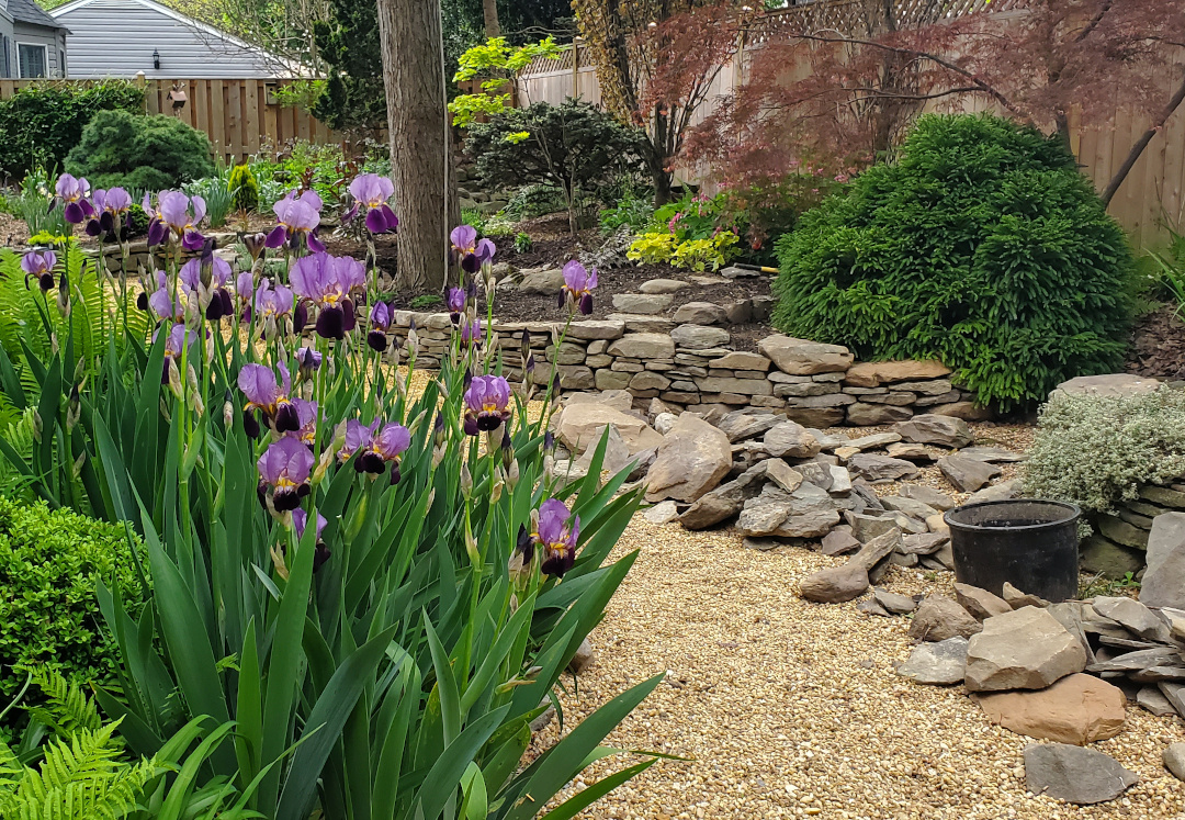 bearded iris