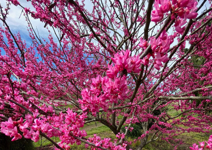 ‘Appalachian Red’ redbud