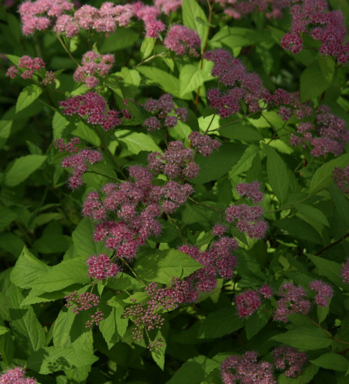 Native Alternatives to Invasive Plants in the Southeast Fine Gardening