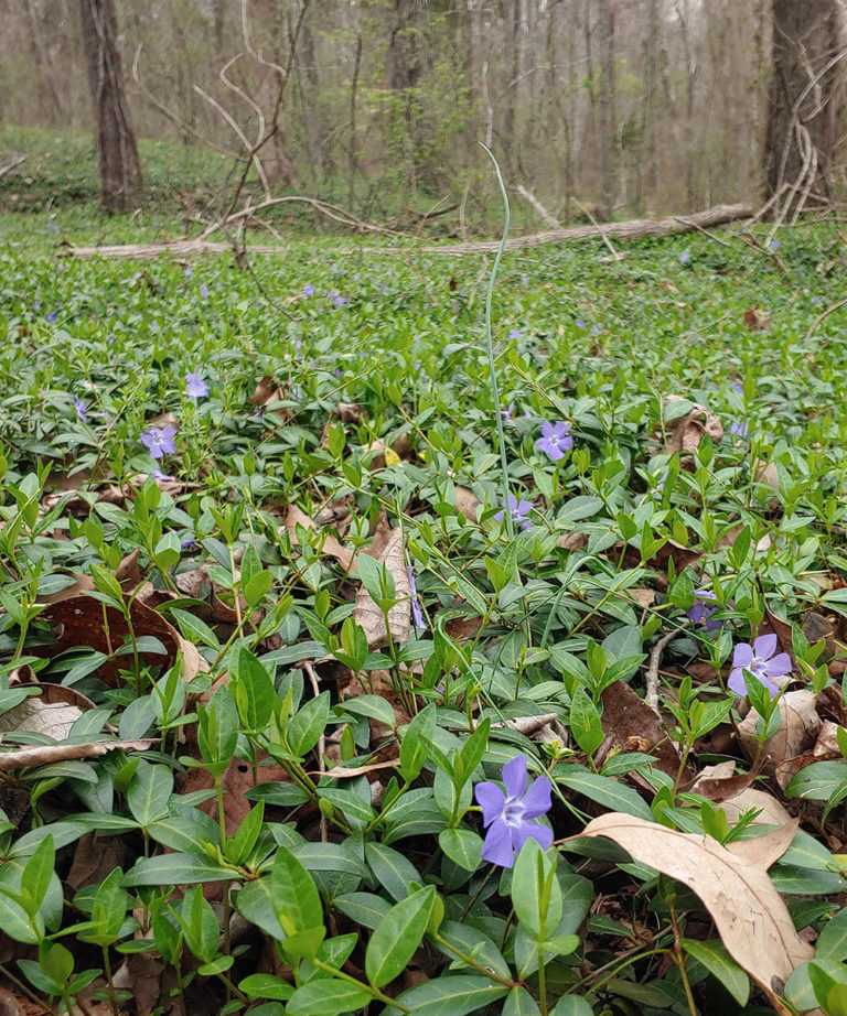 Native Alternatives To Invasive Plants In The Southeast Fine Gardening