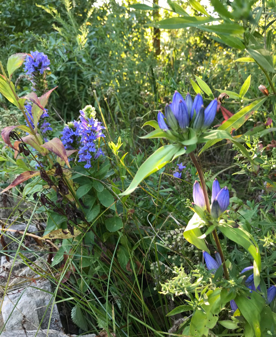 great blue lobelia