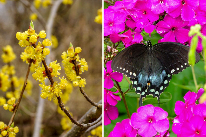 midwest native plants