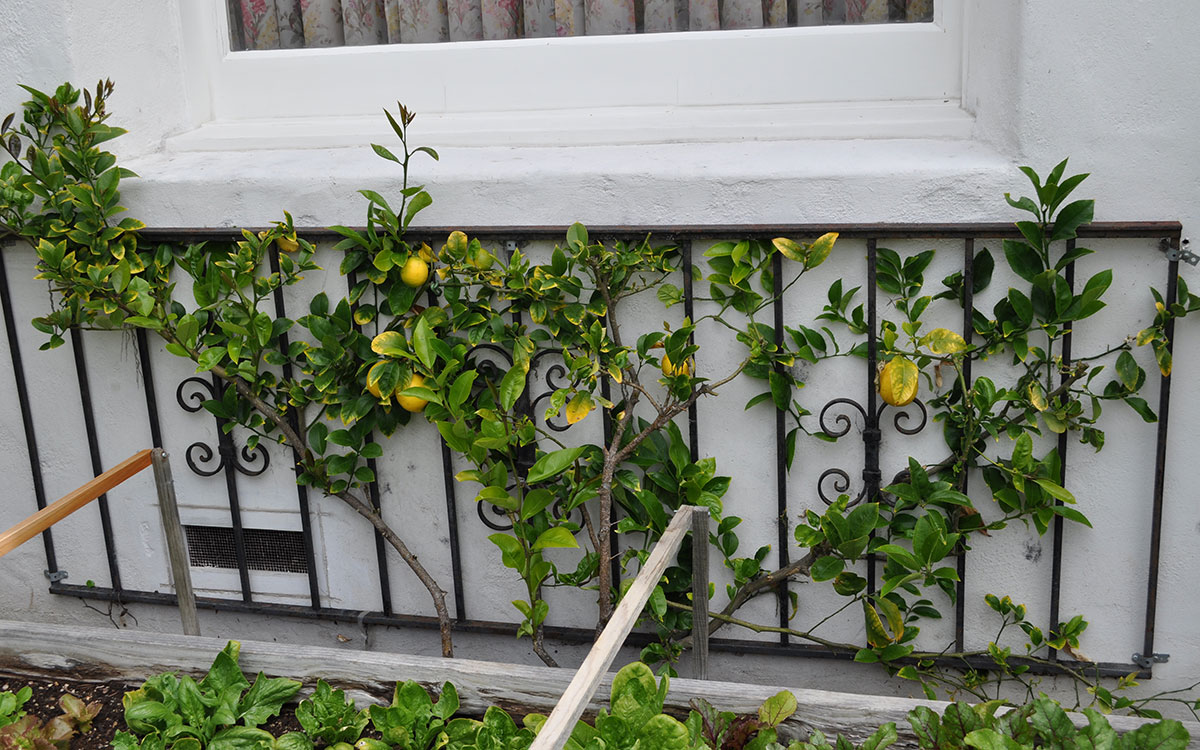 ESPALIER 4 PLACES - LONGUEUR 323 cm (*)