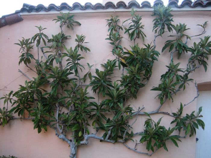 loquat tree