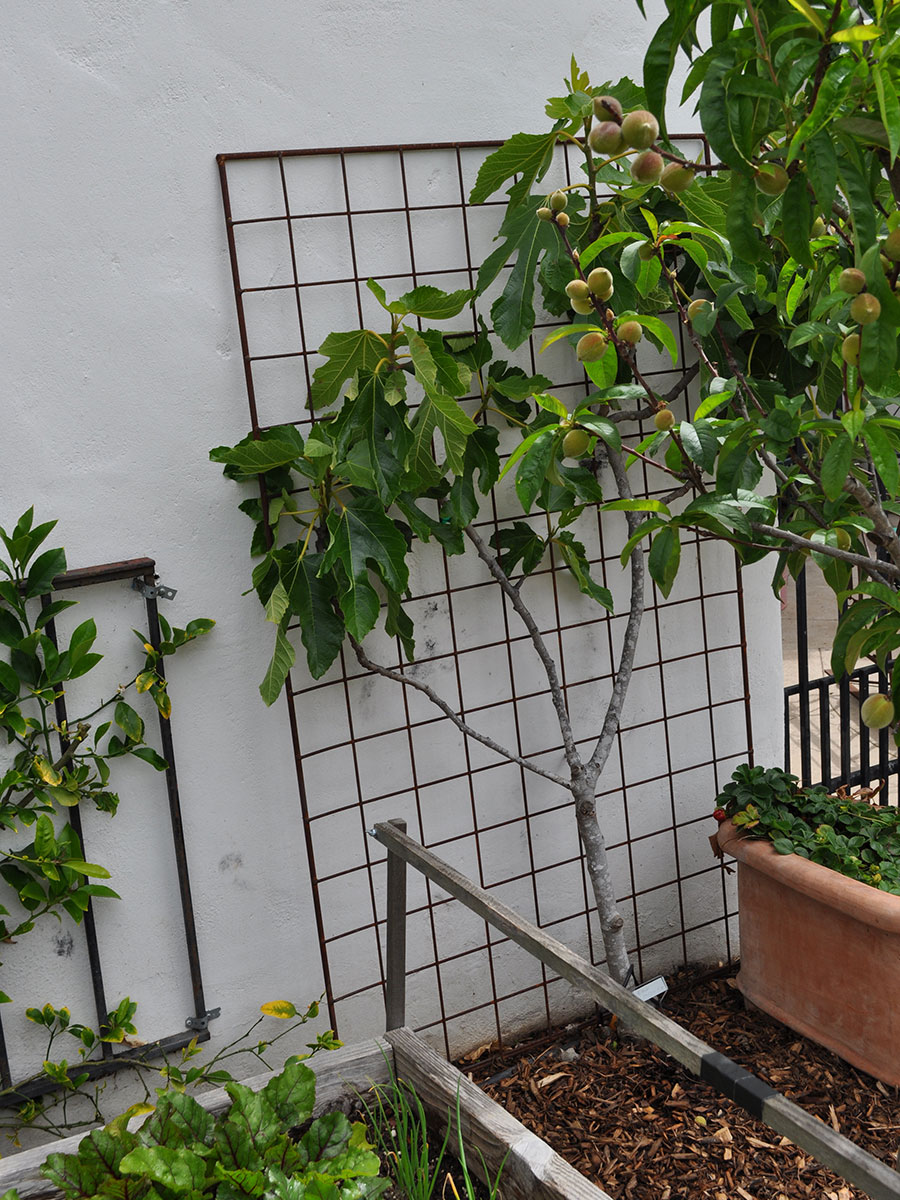 espalier vegetable garden