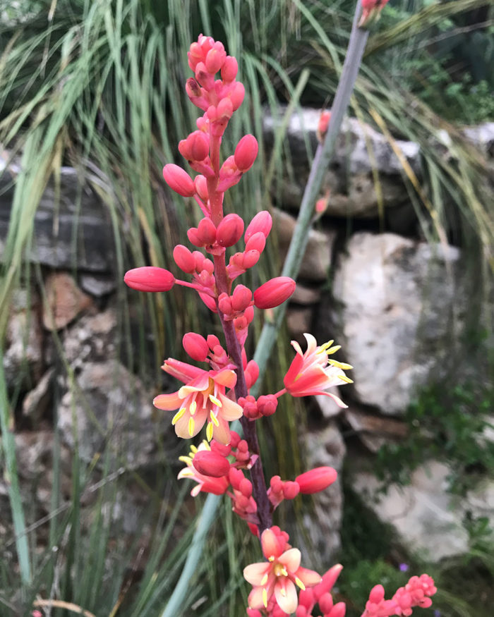 red yucca flowers