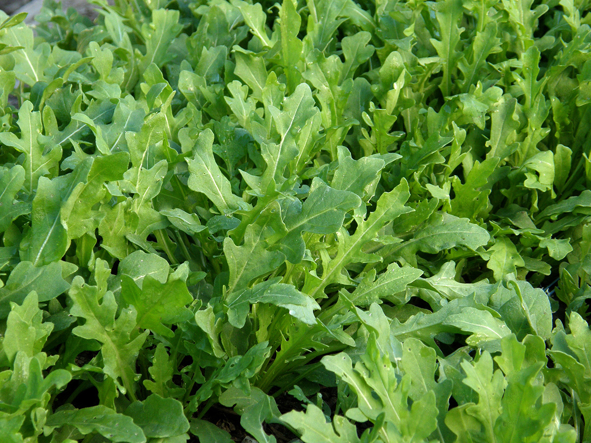 ‘Sylvetta’ arugula