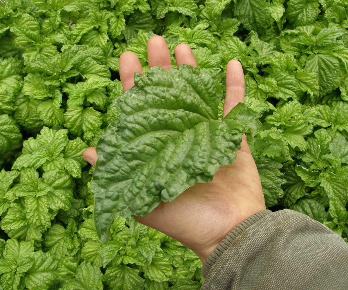 'Napoletano' lettuce leaf basil