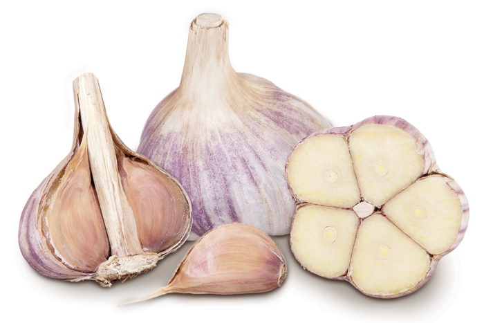 ‘Music’ garlic