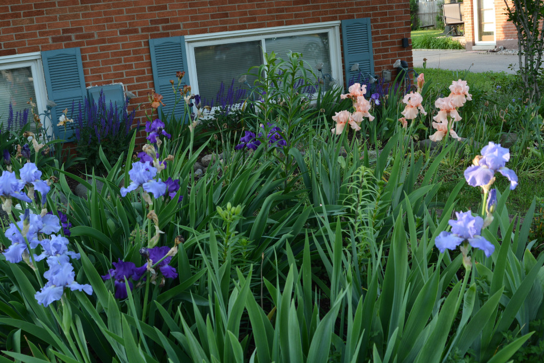 Bearded irises