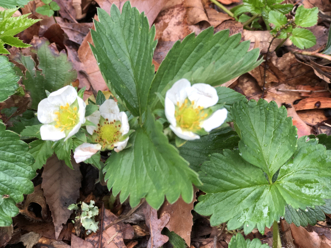 Strawberry flowers