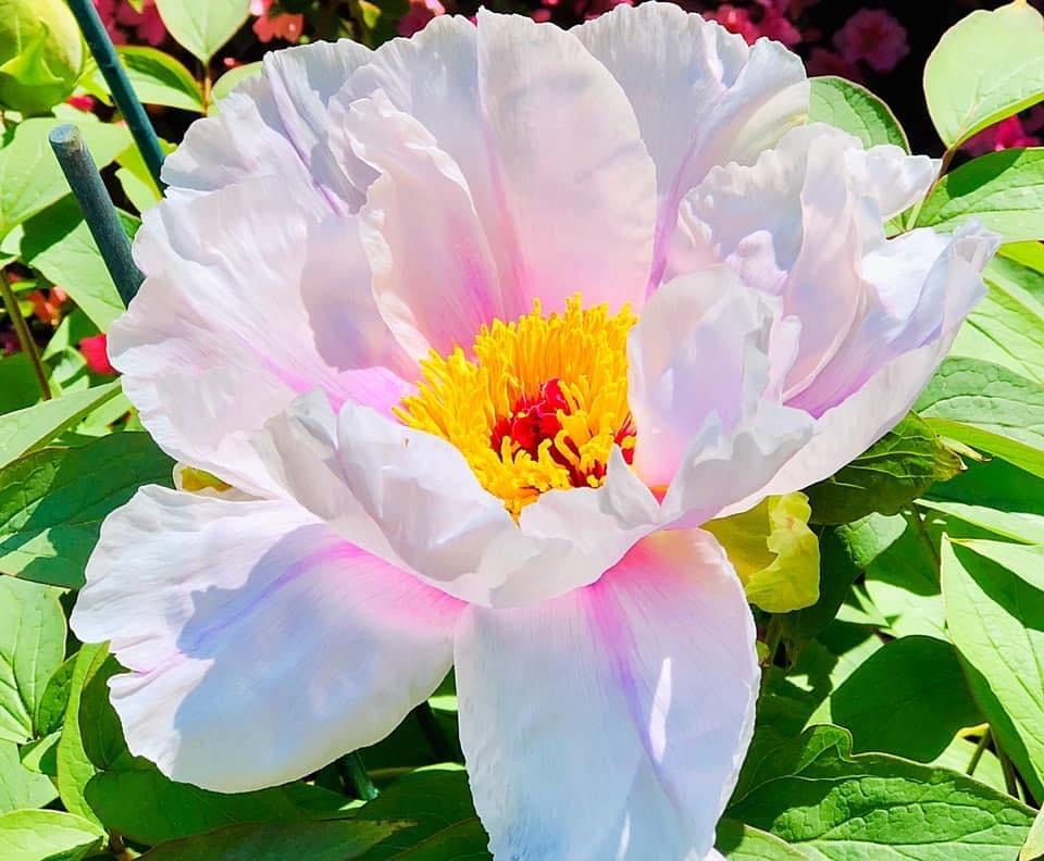 pink tree peony