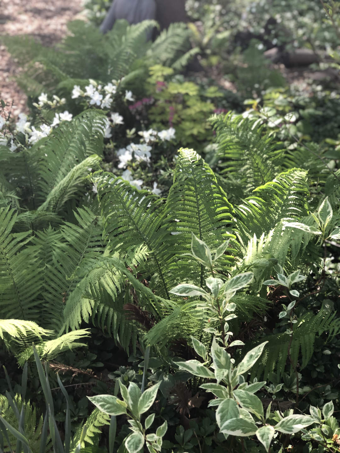 Ferns