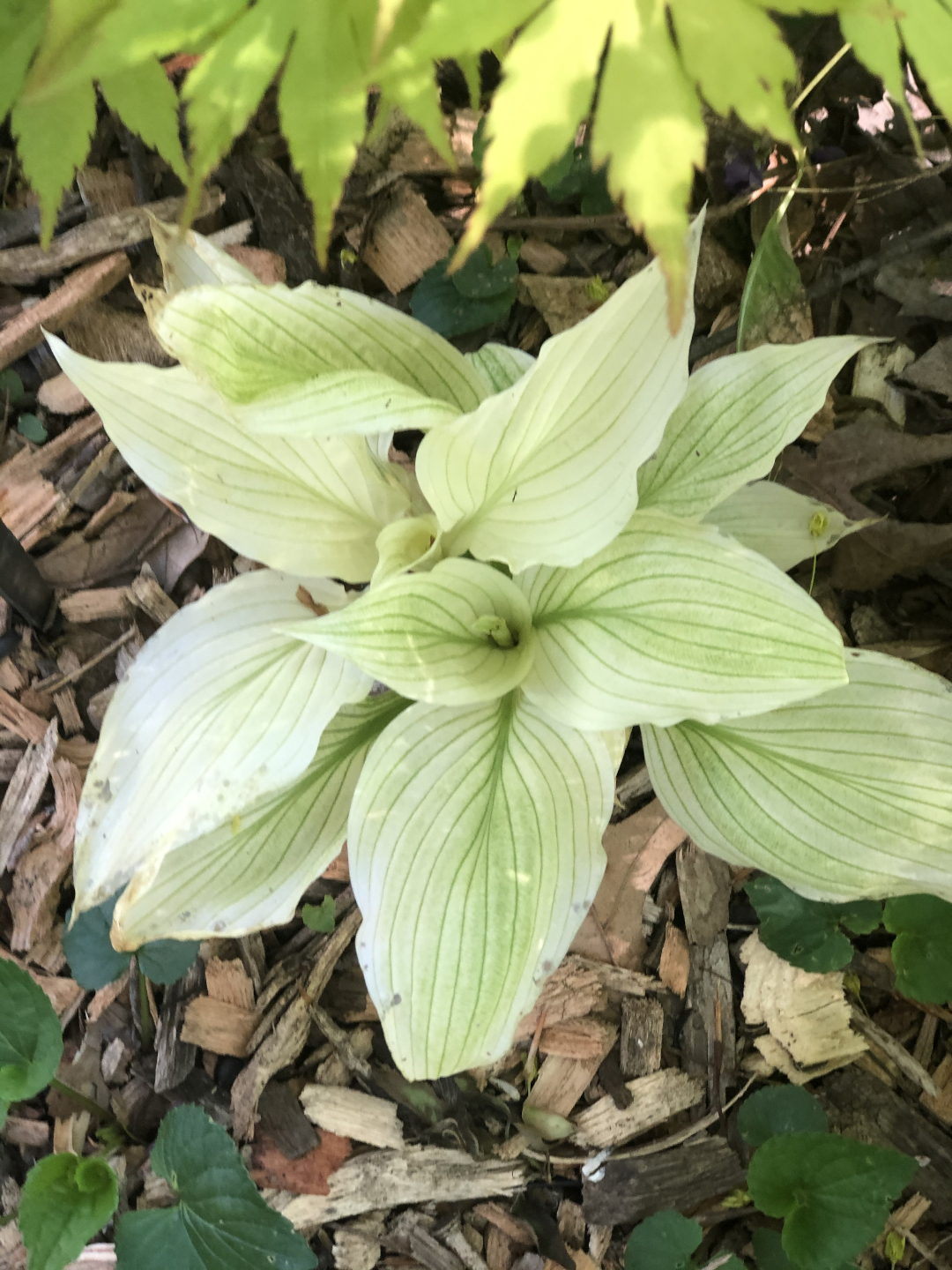 Hosta ‘White Feather’