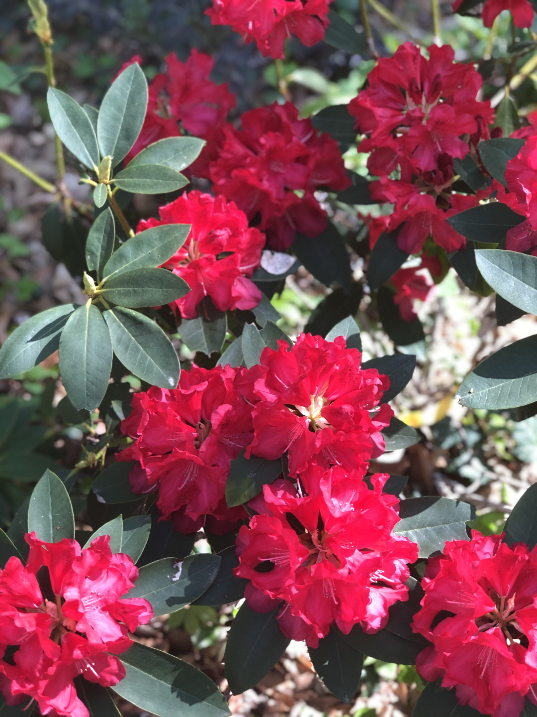 red rhododendrons