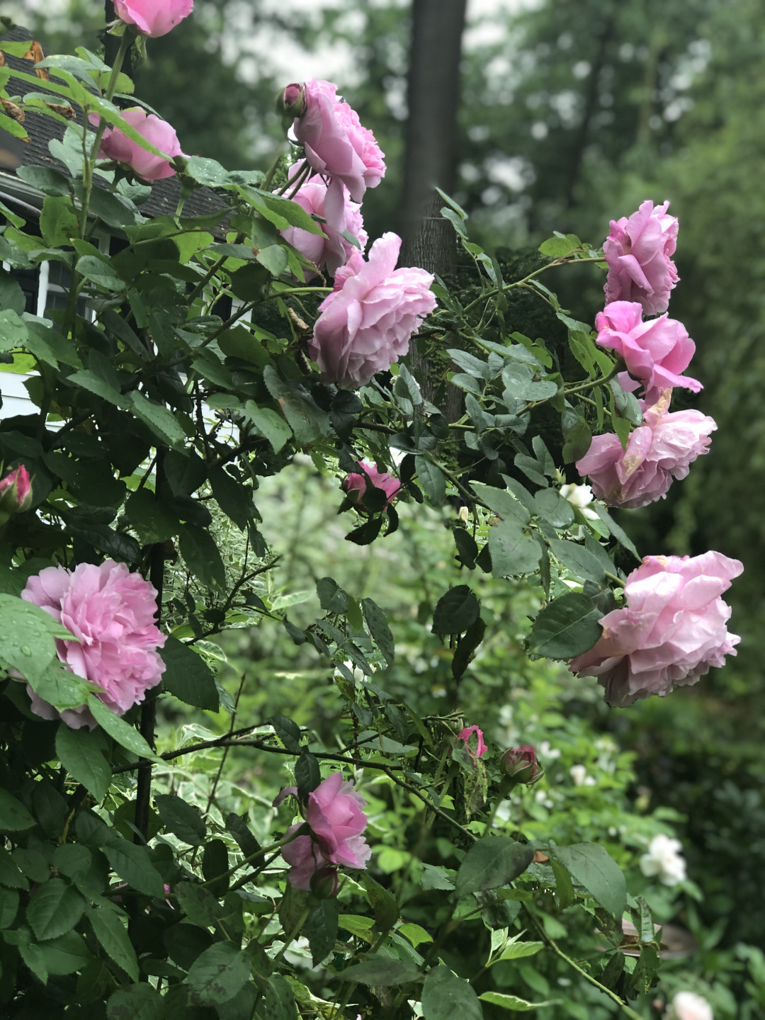 light pink roses