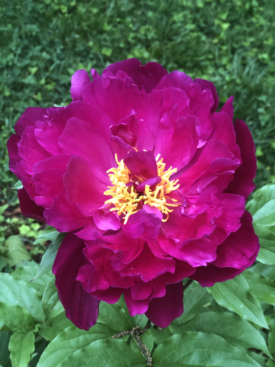 herbaceous peony