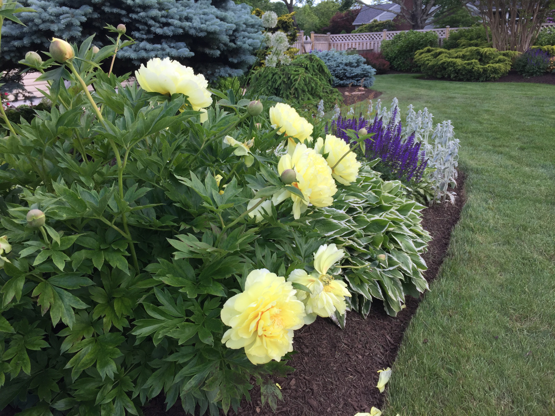 Itoh Peony ‘Bartzella’