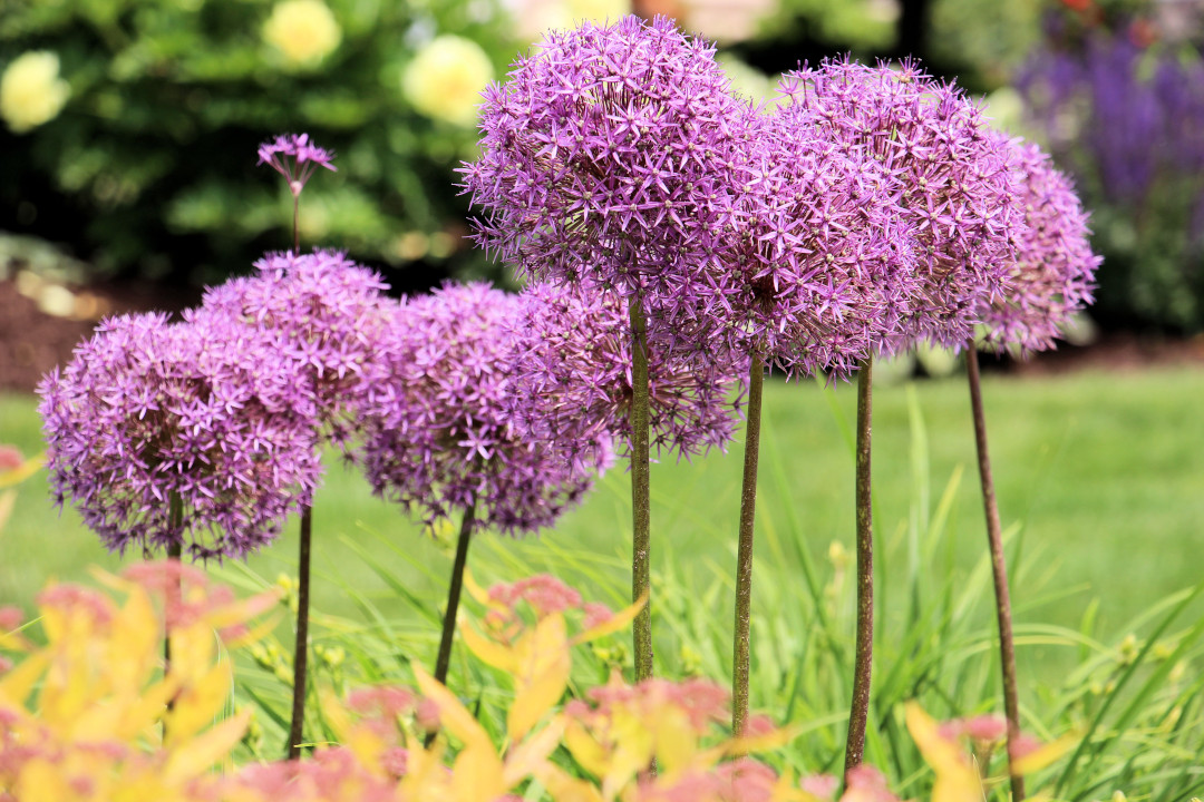 Allium ‘Globemaster’