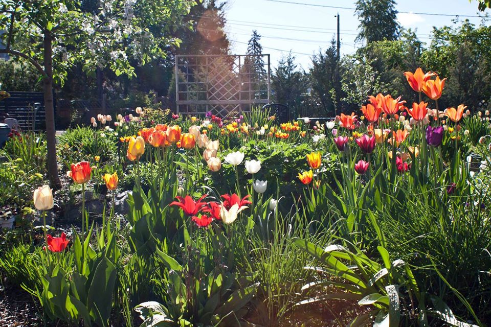 tulips in bloom