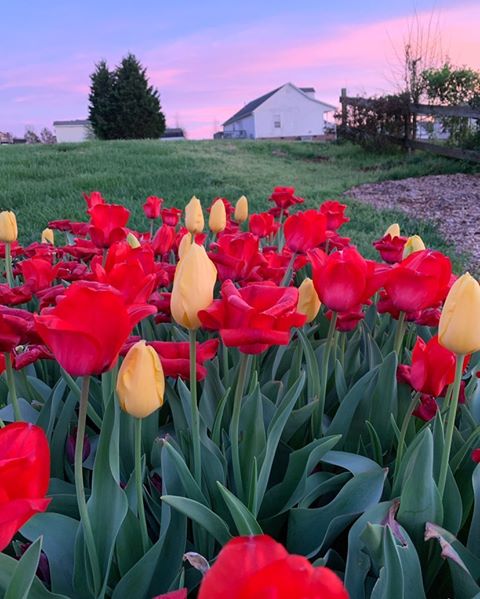 red tulips