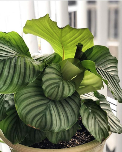 Calathea orbofolia