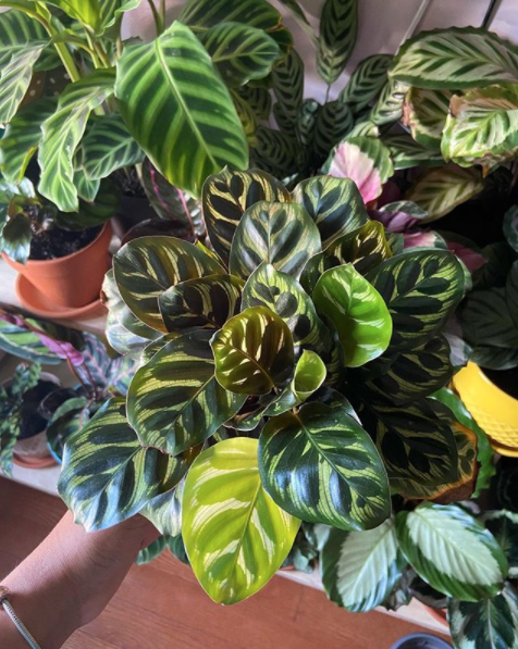 Queen of the Calatheas - FineGardening