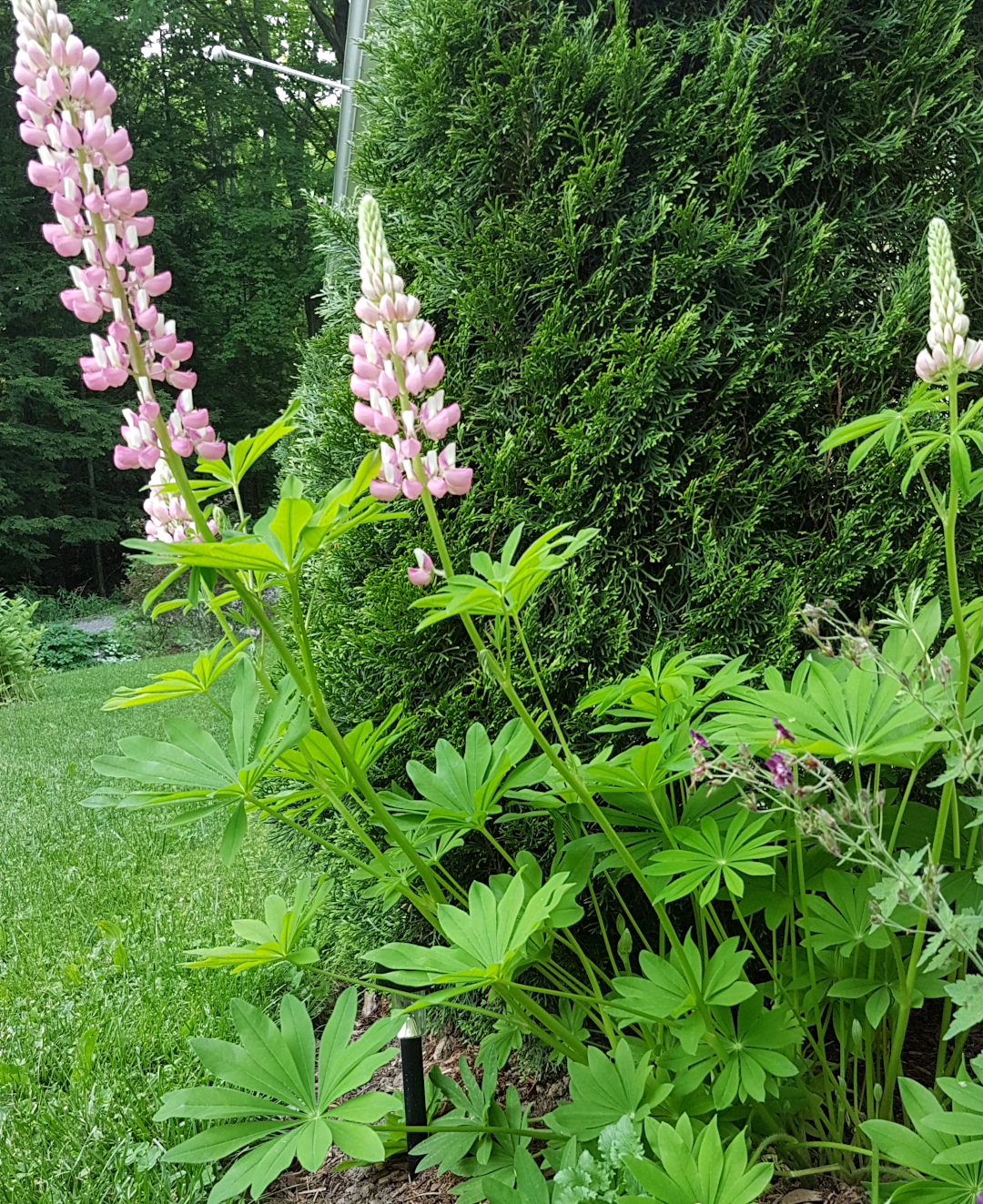 Lupins