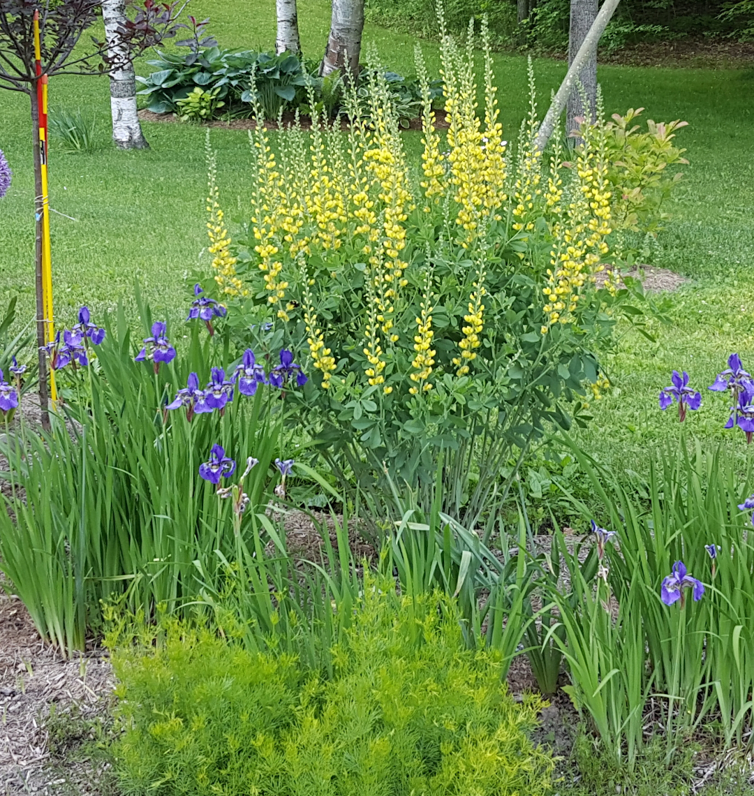 Baptisia