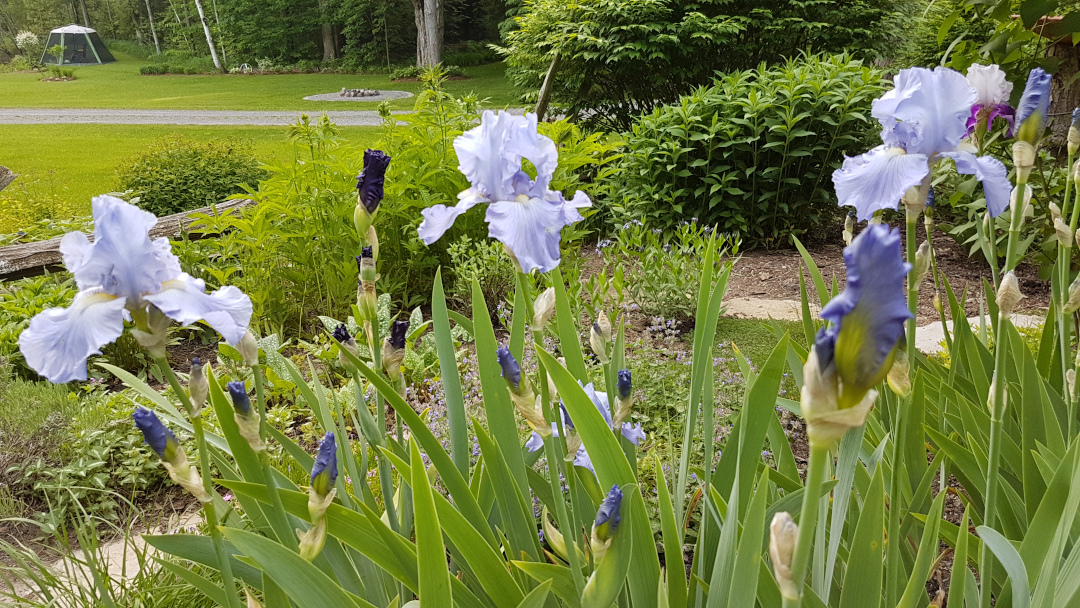 Soft blue bearded iris