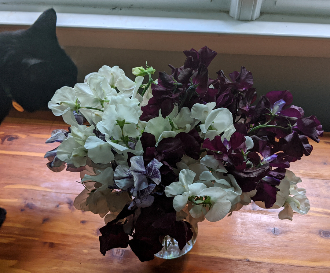 sweet peas in a vase