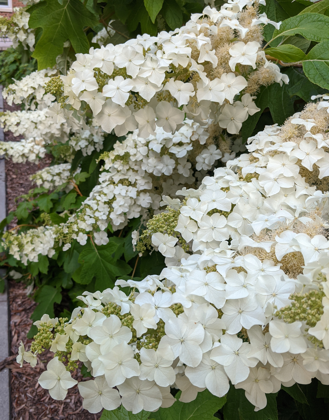 Oakleaf hydrangeas