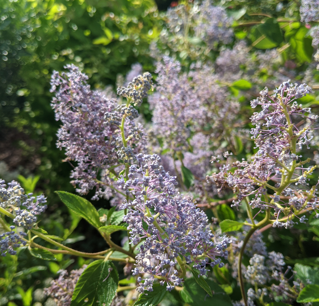 Ceanothus ‘Gloire de Versailles’