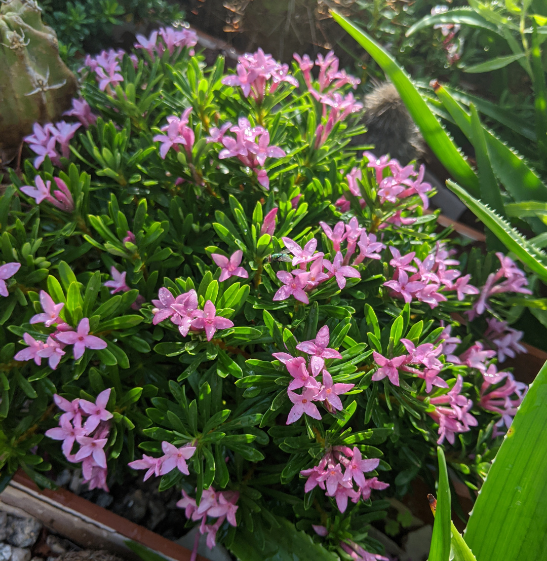 Daphne cneorum x arbuscula